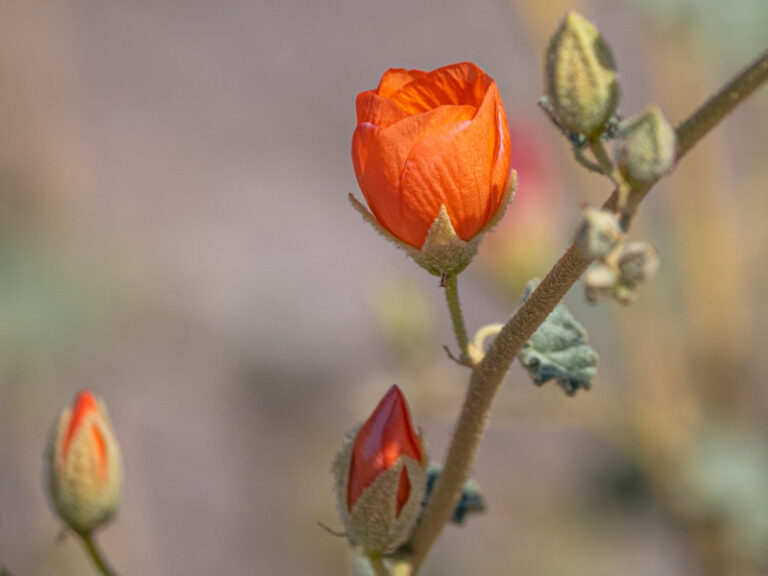 Desert Wildflowers Las Vegas List Travel To Eat