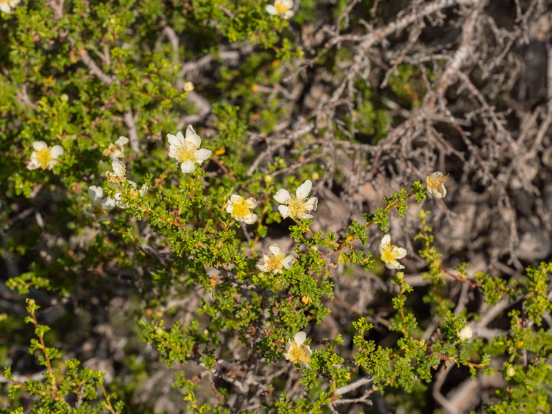 Stansbury Cliffrose (Purshia stansburiana). Red Rock Canyon, Las Vegas