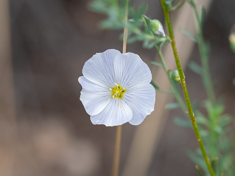 Lewis Flax (Linum lewisii). Mountain Springs Summit, Spring Mountains