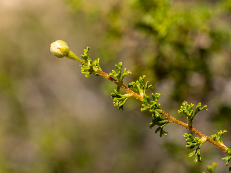 Stansbury Cliffrose (Purshia stansburiana). Red Rock Canyon, Las Vegas