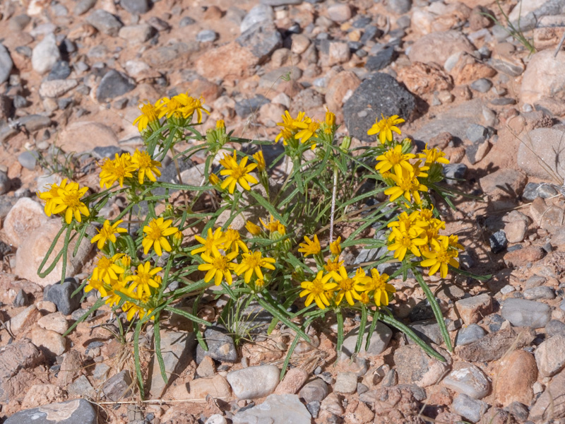 Cinchweed (Pectis papposa). Red Rock Canyon, Las Vegas