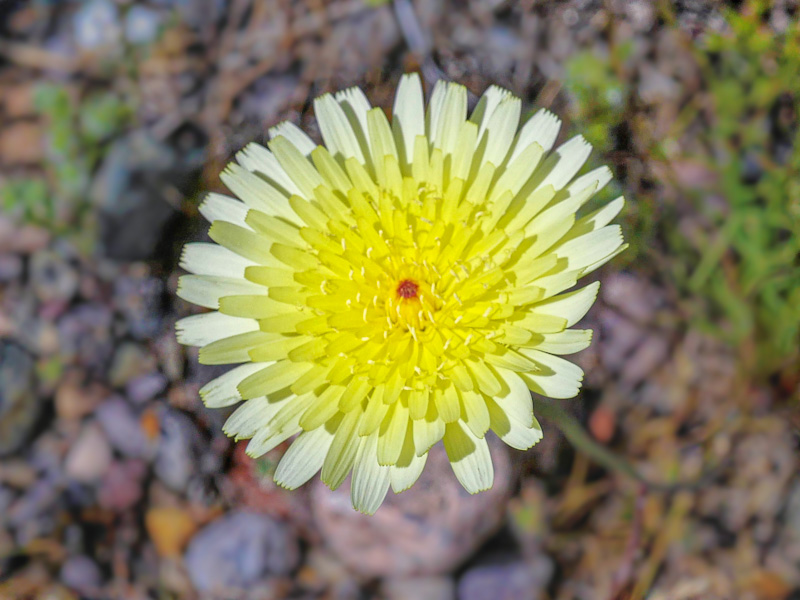 Desert Dandelion (Malacothrix glabrata). Primm, Nevada