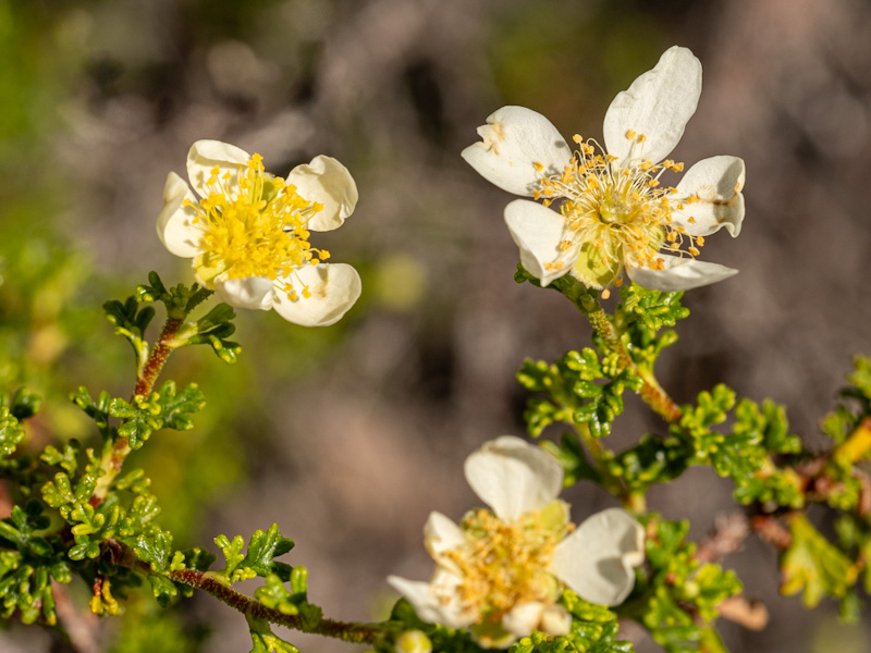 Stansbury Cliffrose (Purshia stansburiana). Red Rock Canyon, Las Vegas