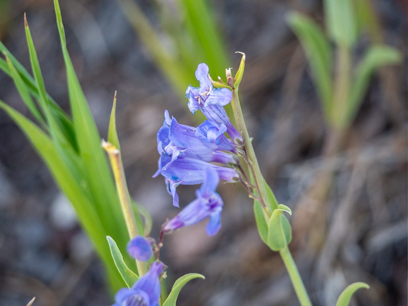 Royal Penstemon (Penstemon speciosus). Cedar Breaks National Monument, Utah