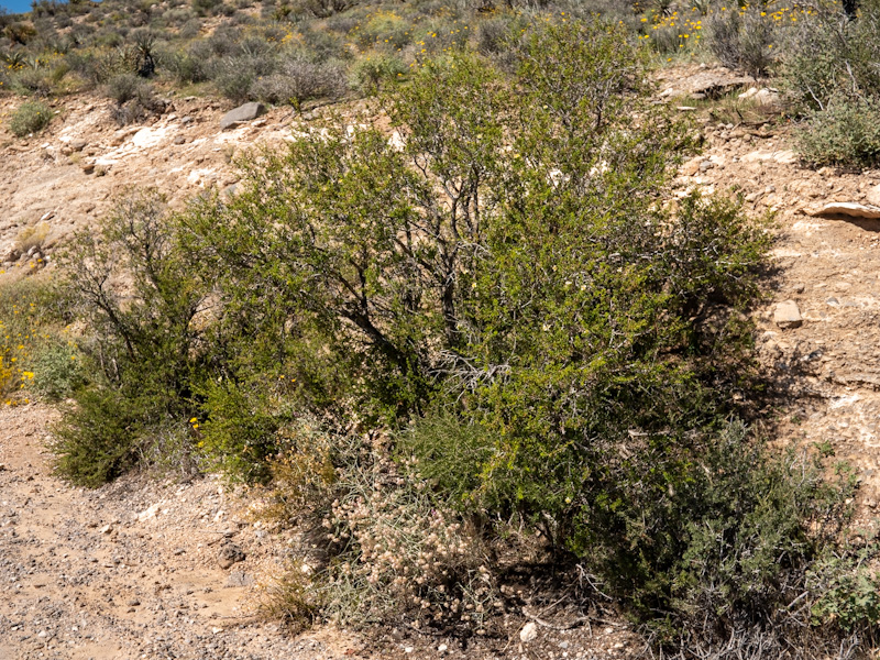 Stansbury Cliffrose (Purshia stansburiana). Red Rock Canyon, Las Vegas