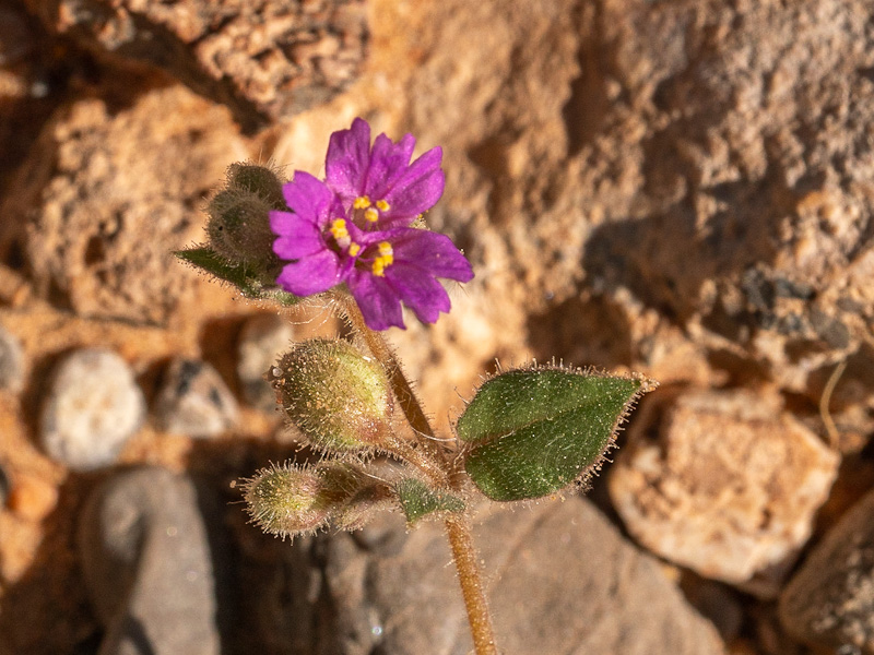 Trailing Windmills (Allionia incarnata). Red Rock Canyon National Conservation Area, Las Vegas