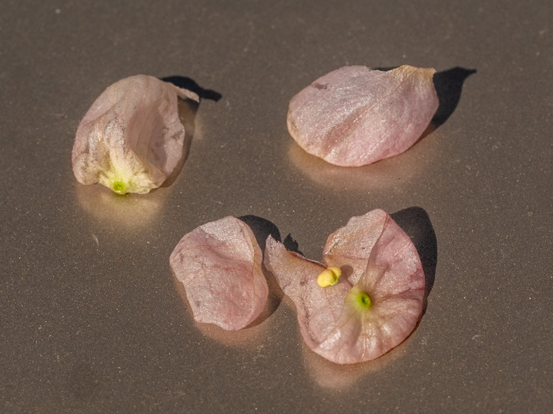 Pink Paperbag Bush Seeds (Scutellaria mexicana). Red Rock Canyon, Las Vegas