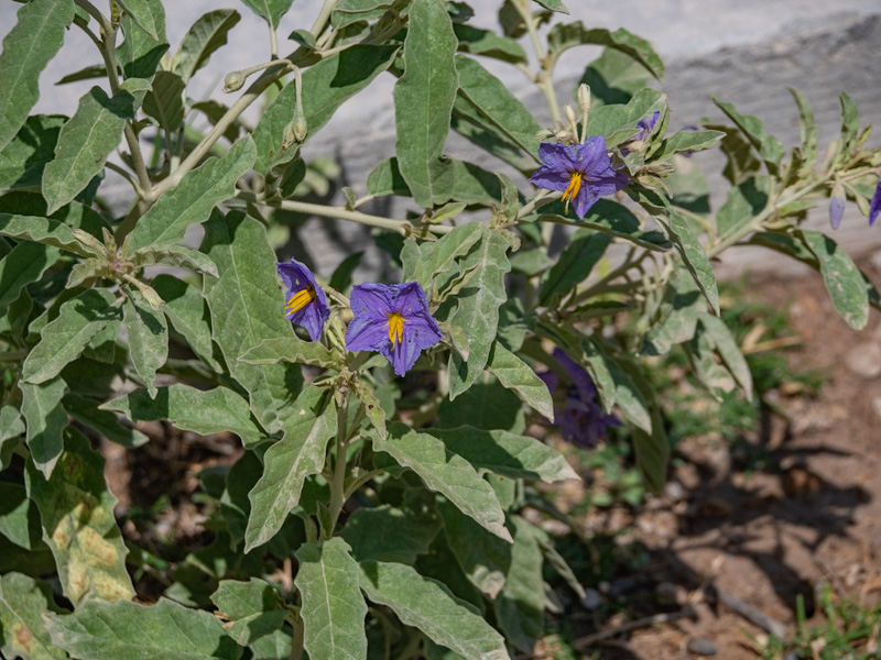 Silverleaf Nightshade (Solanum elaeagnifolium). Floyd Lamb Park, Nevada