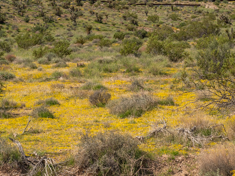 Cinchweed (Pectis papposa). Red Rock Canyon, Las Vegas (September 25)