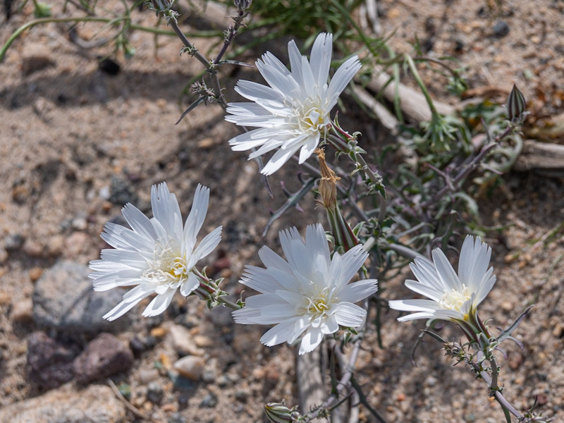 Desert Chicory (Rafinesquia neomexicana). Primm, Nevada