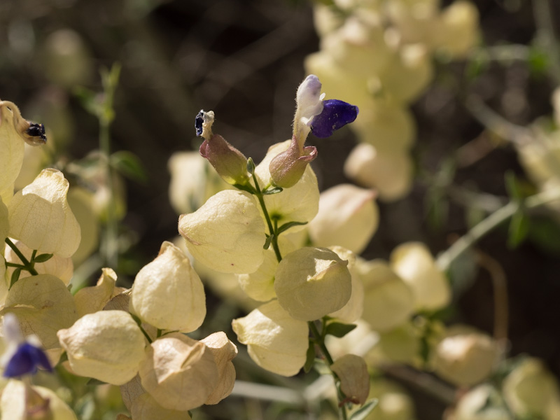 Paperbag Bush (Scutellaria mexicana). Red Rock Canyon, Las Vegas