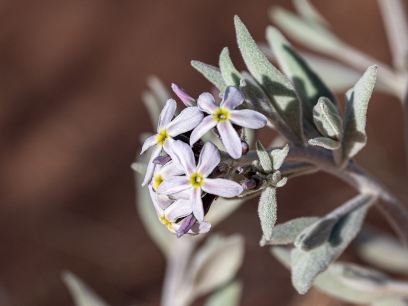 Woolly Bluestar Gray Form (Amsonia tomentosa). Calico Basin, Las Vegas