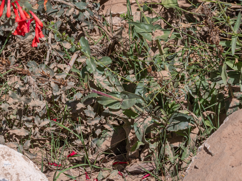 Firecracker Penstemon Leaves (Penstemon eatonii). Red Rock Canyon, Las Vegas