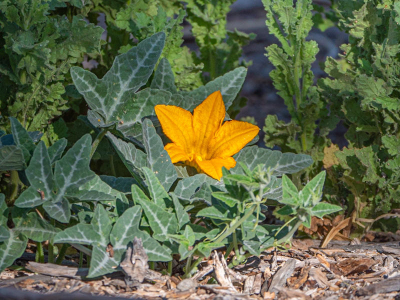 Coyote Melon (Cucurbita palmata)