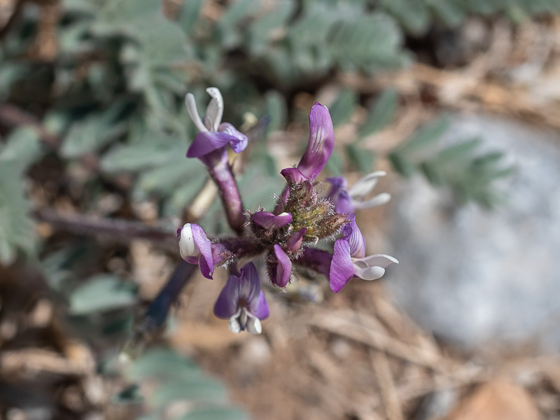 Clokey’s Egg Milkvetch (Astragalus oophorus var. clokeyanus). Mount Charleston, Nevada