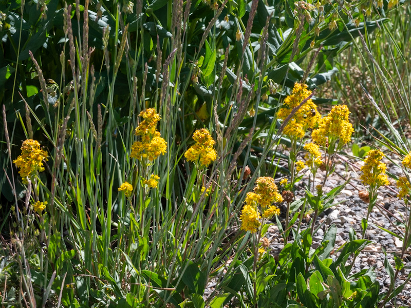 Rocky Mountain Goldenrod (Solidago multiradiata) - Travel To Eat