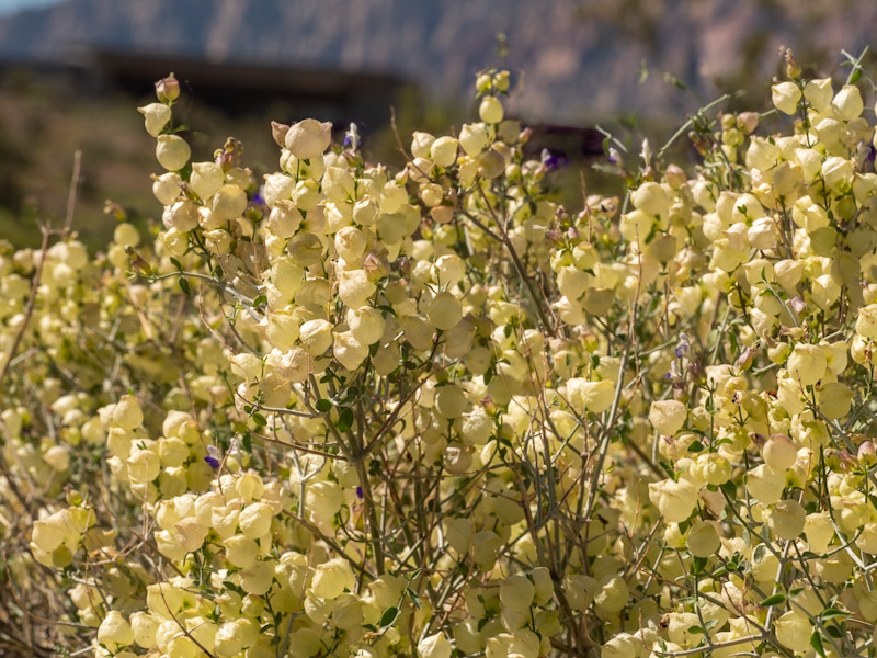 Paperbag Bush (Scutellaria mexicana) Along a Wash. Red Rock Canyon, Las Vegas