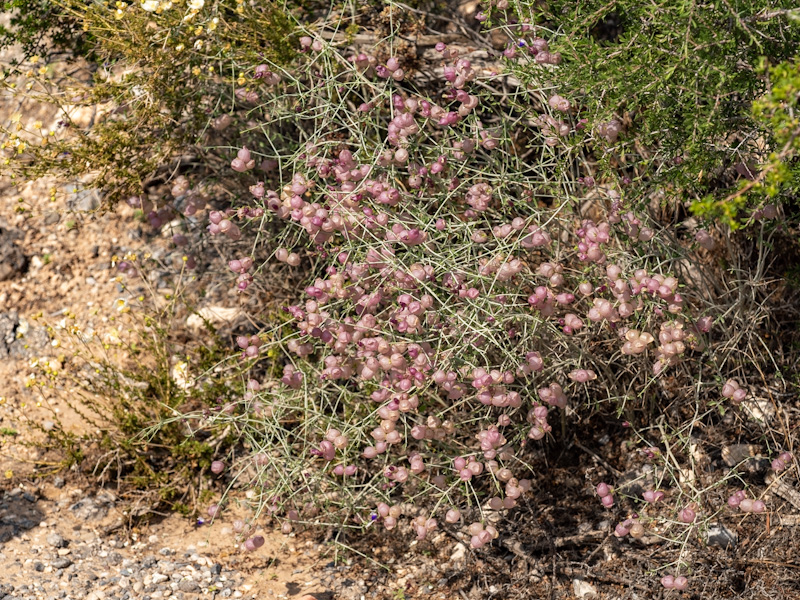 Pink Paperbag Bush (Scutellaria mexicana). Red Rock Canyon, Las Vegas