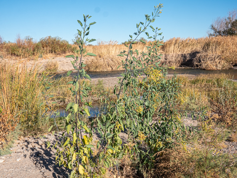 Tree Tobacco (Nicotiana glauca). Las Vegas Wash, Nevada (December 22)