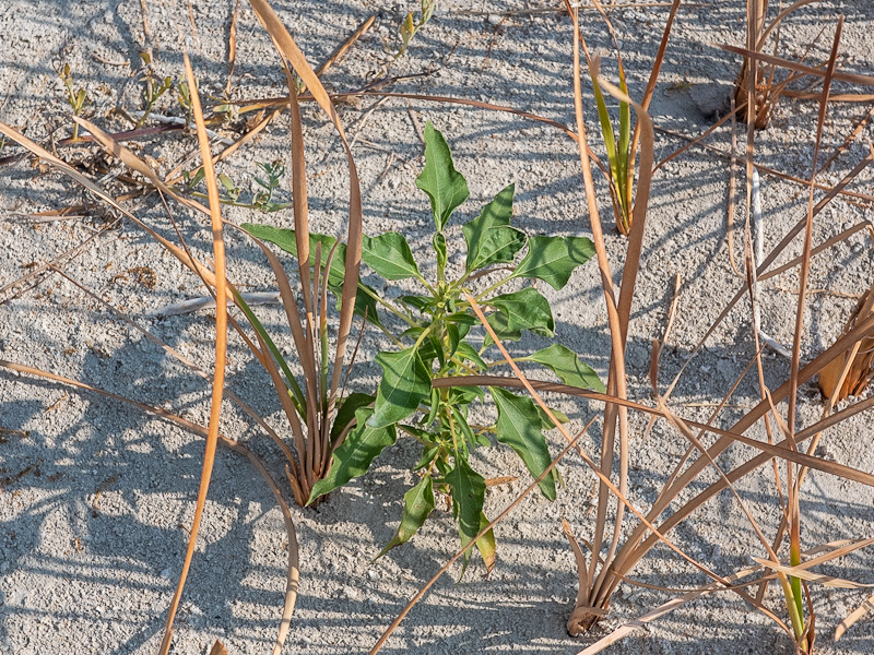 Tree Tobacco (Nicotiana glauca). Ash Meadows National Wildlife Refuge, Nevada (July 15)