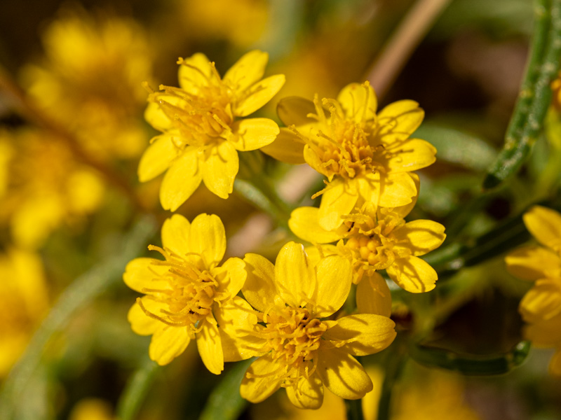 Cinchweed (Pectis papposa). Henderson Bird Viewing Preserve, Las Vegas (October 14)