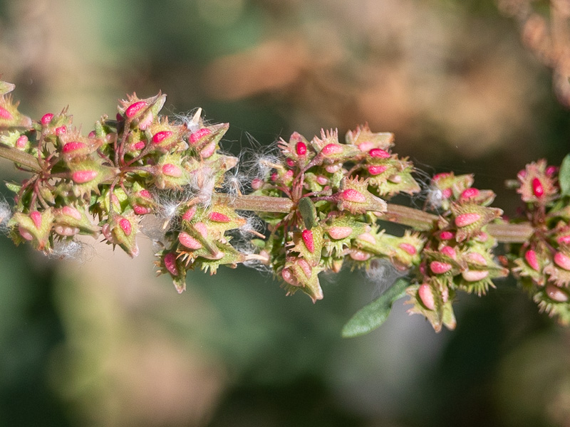 Broad-leaved Dock (Rumex obtusifolius). Clark County Wetlands Park, Las Vegas (April 28)