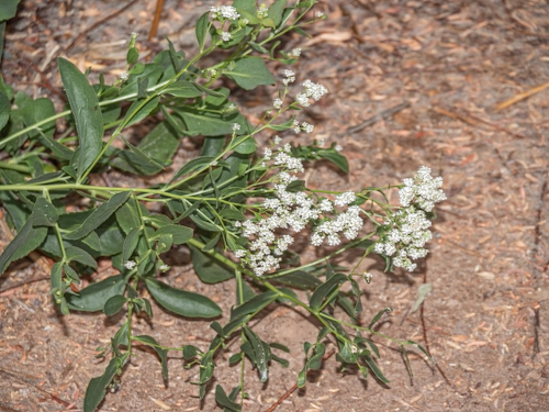 Tall Whitetop (Lepidium latifolium). Clark County Wetlands Park, Las Vegas (June 11)