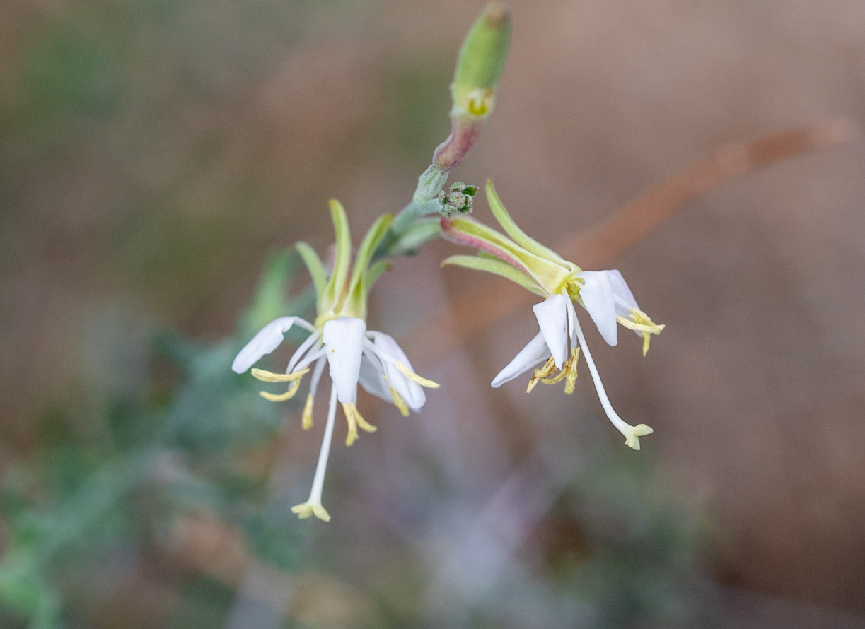 Scarlet Bee Blossom (Oenothera suffrutescens). Spring Mountain Pass, Las Vegas