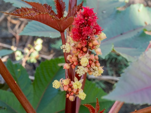 Castor Bean Plant Male and Female Flowers (Ricinus communis). Wetlands Park, Las Vegas