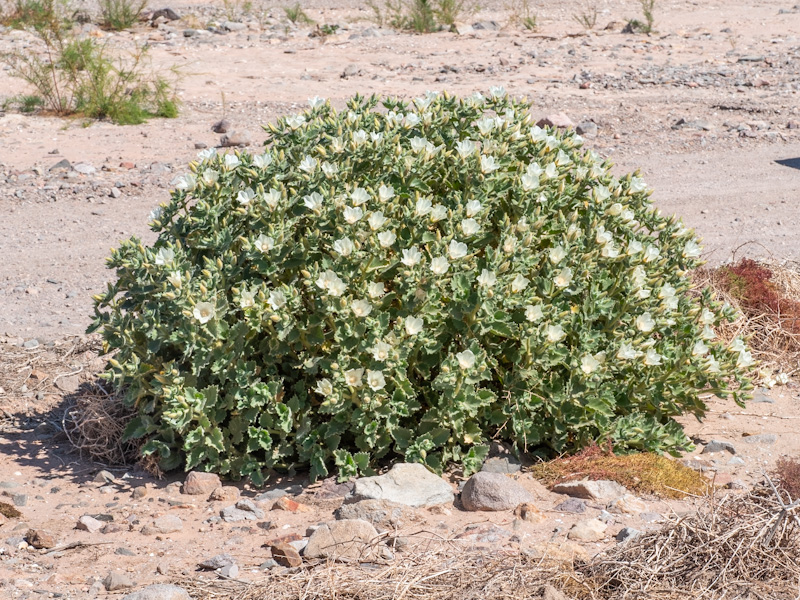 Velcro Plant - Desert Rock Nettle - Stone Creek Trail - Gr…