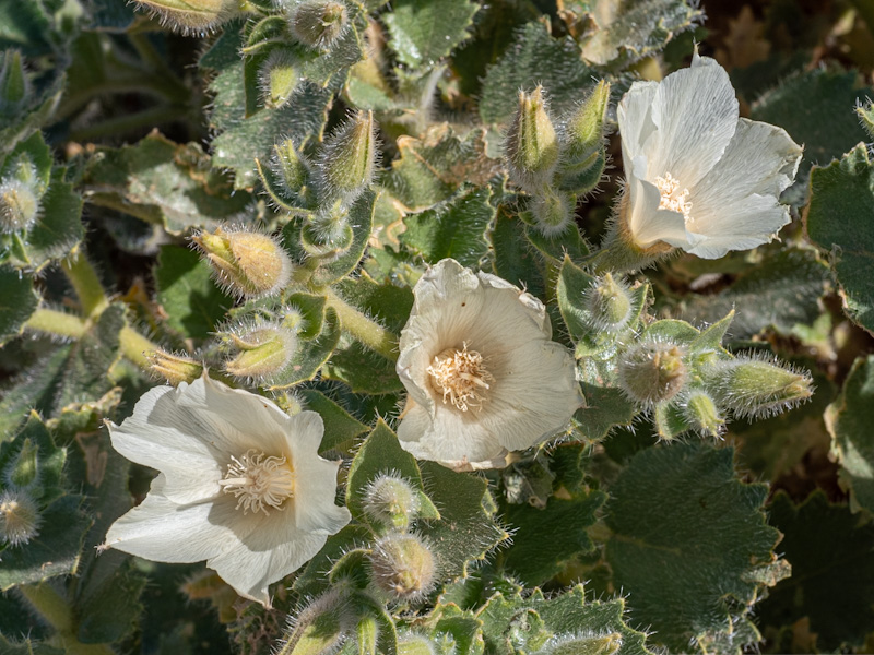 Eucnide urens, Desert Stingbush, Rock Nettle, Velcro Plant