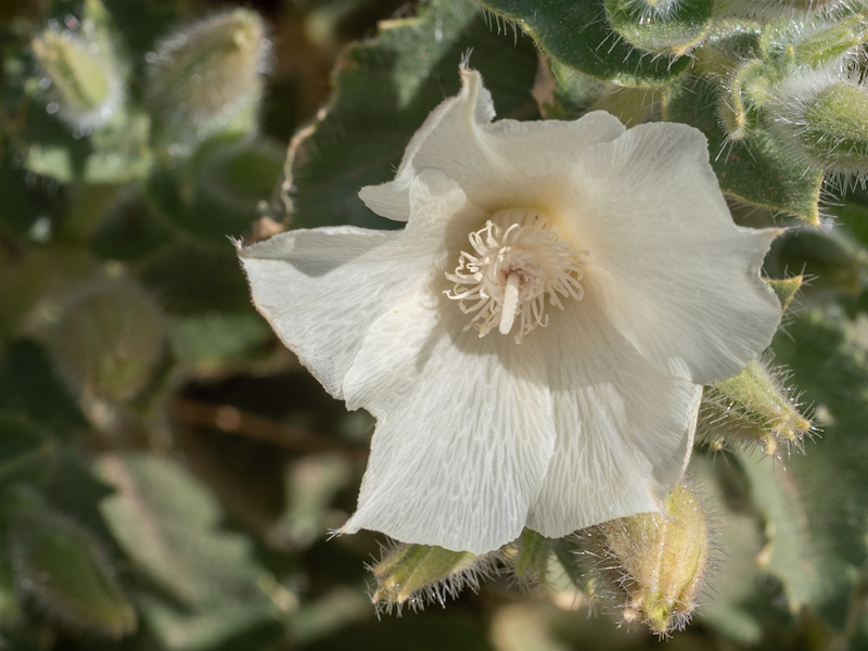 Velcro Plant - Desert Rock Nettle - Stone Creek Trail - Gr…