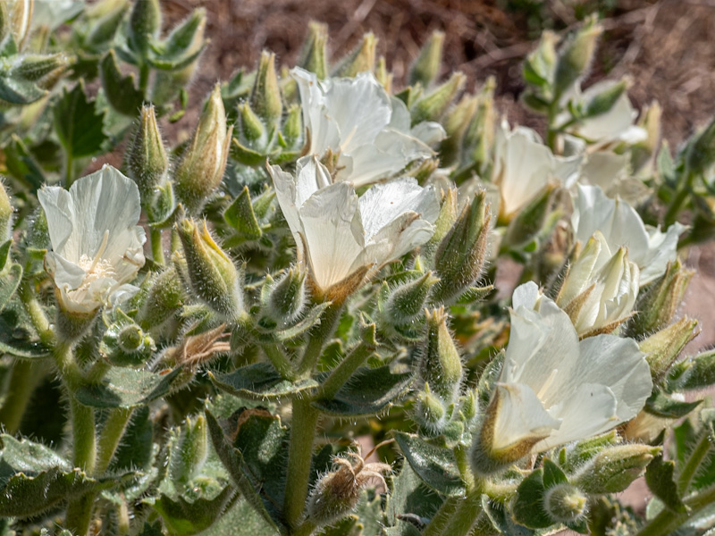 Velcro Plant - Desert Rock Nettle - Stone Creek Trail - Gr…