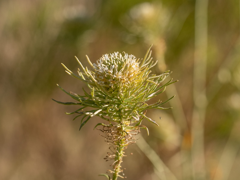 Telescoping Mustard (Thelypodium integrifolium). Corn Creek, Desert National Wildlife Refuge, Las Vegas (September 25)