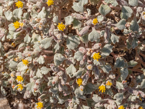 Turtleback (Psathyrotes annua). Ash Meadows National Wildlife Refuge, Nevada