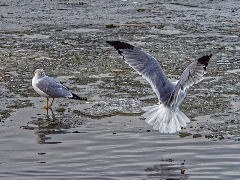 Non-Breeding Ring-Billed Gull (Larus delawarensis) in Flight. at Belmar Park. Lakewood, Colorado (January 5)