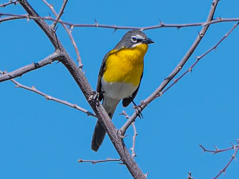 Yellow-breasted Chat (Icteria virens). Clark County Wetlands, Las Vegas (May 31)