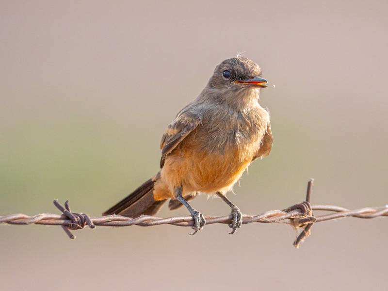 Say's Phoebe (Sayornis saya). Henderson Bird Viewing Preserve, Las Vegas (June 18)