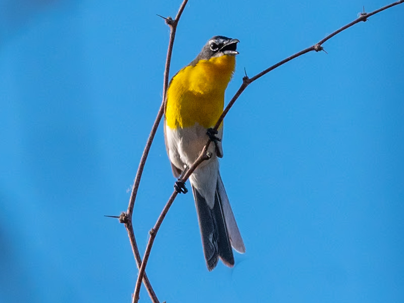 Yellow-breasted Chat (Icteria virens). Clark County Wetlands, Las Vegas (July 26)