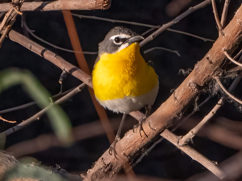 Yellow-breasted Chat (Icteria virens). Clark County Wetlands, Las Vegas (July 2)