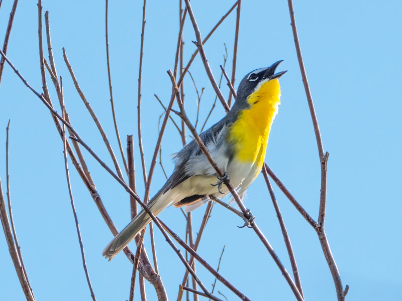 Yellow-breasted Chat (Icteria virens). Clark County Wetlands, Las Vegas (July 21)