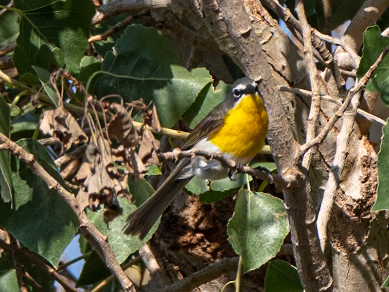 Yellow-breasted Chat (Icteria virens). Clark County Wetlands, Las Vegas (July 26)