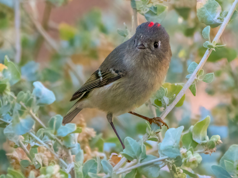 Male Ruby-crowned Kinglet (Corthylio calendula). Henderson Bird Viewing Preserve, Las Vegas (October 17)