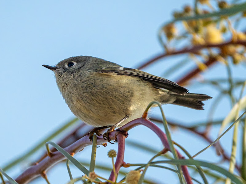 Ruby-crowned Kinglet (Corthylio calendula).. Henderson Bird Viewing Preserve, Las Vegas (January 8)