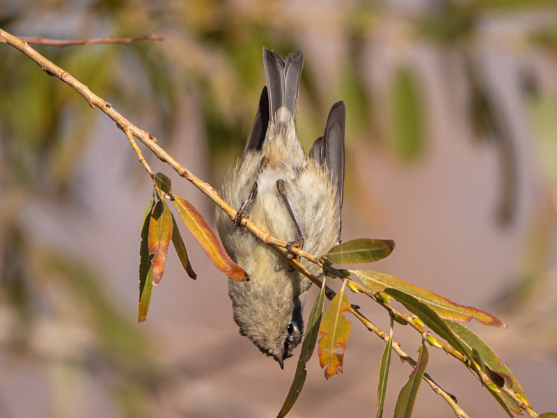 Ruby-crowned Kinglet (Corthylio calendula).. Henderson Bird Viewing Preserve, Las Vegas (January 31)