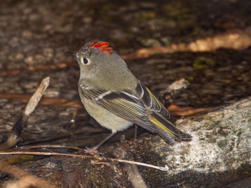 Ruby-crowned Kinglet (Corthylio calendula). Desert National Wildlife Refuge, Corn Creek, Las Vegas (February 4)