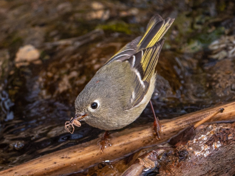 Ruby-crowned Kinglet (Corthylio calendula). Desert National Wildlife Refuge, Corn Creek, Las Vegas (February 4)