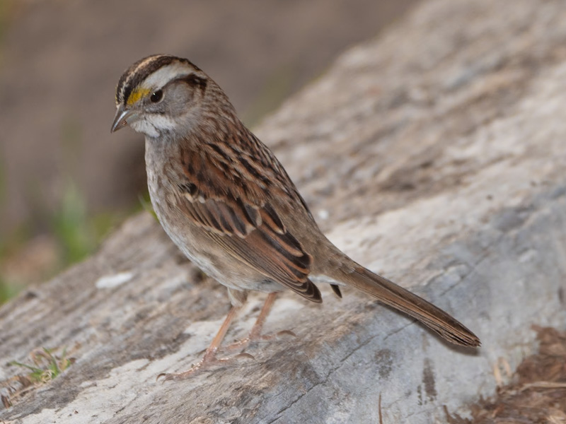 White-throated Sparrow (Zonotrichia albicollis). Desert National Wildlife Refuge, Corn Creek, Las Vegas (February 4)