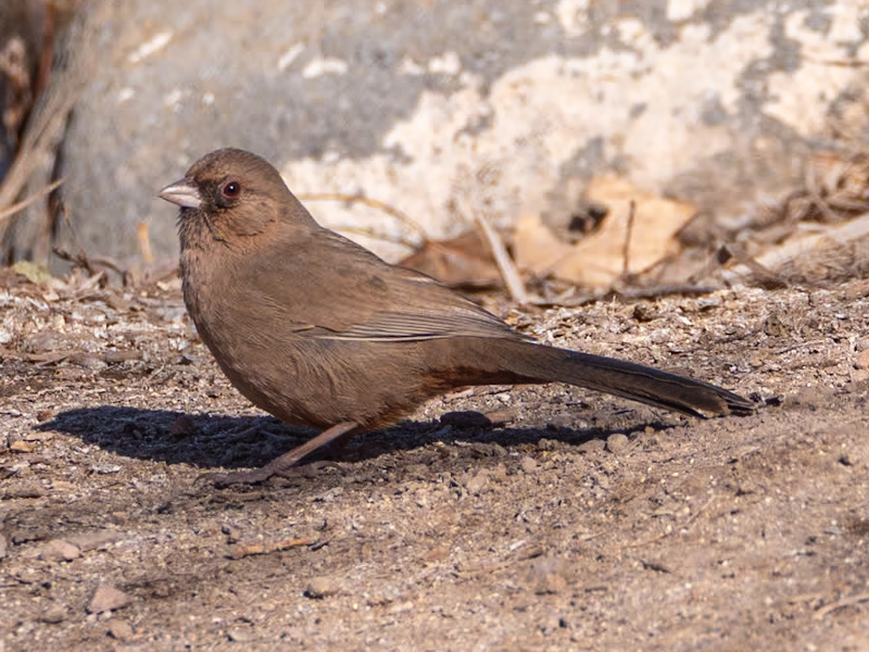 Abert's Towhee (Melozone aberti). Henderson Bird Viewing Preserve, Las Vegas (February 10)