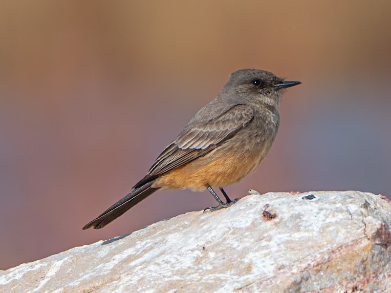 Say's Phoebe (Sayornis saya). Henderson Bird Viewing Preserve, Las Vegas (February 25)